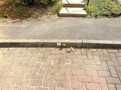 Picture 15